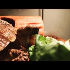 Meet your Posher, Robert